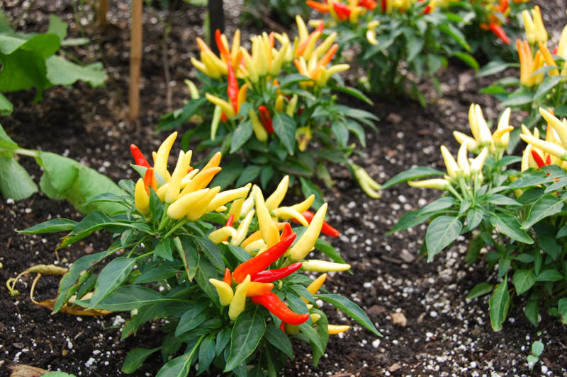 Chili Chili Pepper, Ornamental Pepper, Edible Pepper