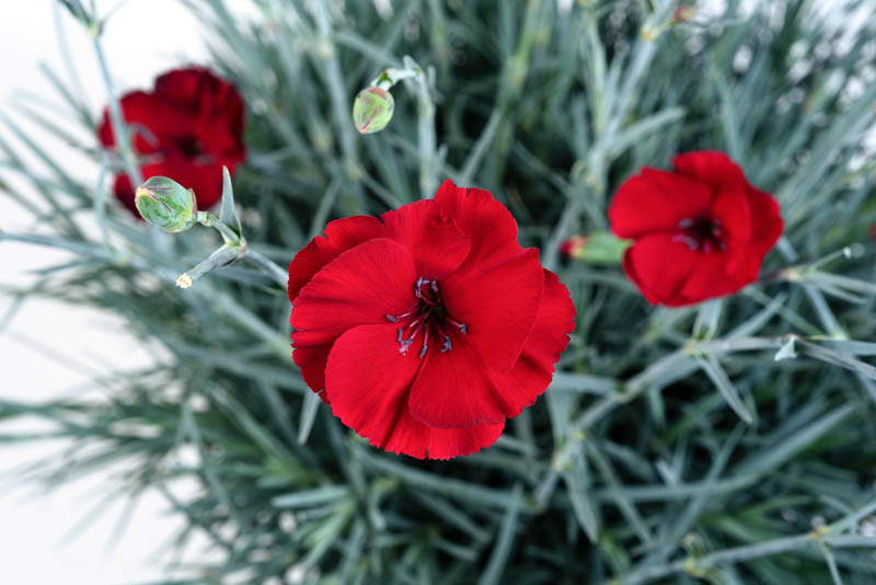 Dianthus Cherry Pie, Cherry Pie Dianthus, Dianthus American Pie, American Pie Dianthus, American Pie Series, Red Flowers, Red Dianthus