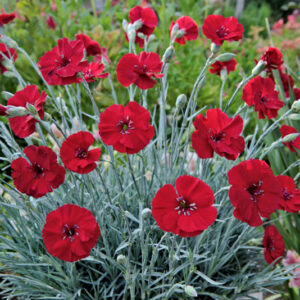 Dianthus Cherry Pie, Cherry Pie Dianthus, Dianthus American Pie, American Pie Dianthus, American Pie Series, Red Flowers, Red Dianthus
