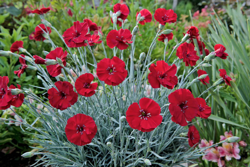 Dianthus Cherry Pie, Cherry Pie Dianthus, Dianthus American Pie, American Pie Dianthus, American Pie Series, Red Flowers, Red Dianthus