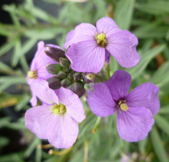Erysimum linifolium, Erysimum linifolium Bowles Me Away, Alpine Wallflower, Wallflower, Purple Wallflower