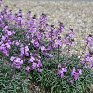 Erysimum linifolium, Erysimum linifolium Bowles Me Away, Alpine Wallflower, Wallflower, Purple Wallflower