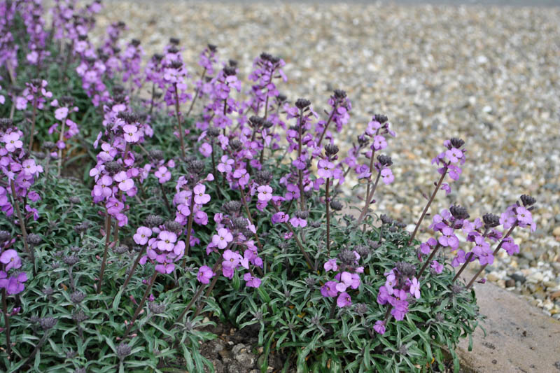Erysimum linifolium, Erysimum linifolium Bowles Me Away, Alpine Wallflower, Wallflower, Purple Wallflower