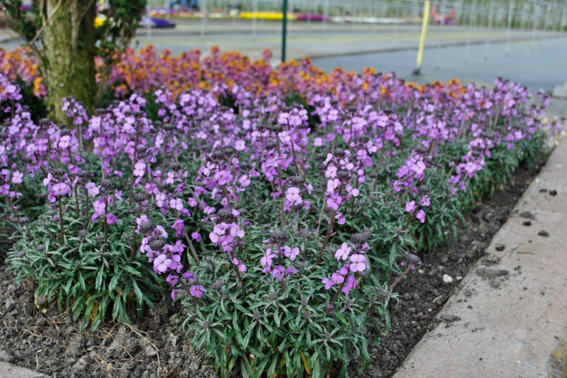 Erysimum linifolium, Erysimum linifolium Bowles Me Away, Alpine Wallflower, Wallflower, Purple Wallflower