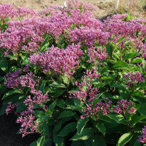 Eutrochium purpureum Euphoria Ruby, Sweet-Scented Joe Pye Weed, Purple Joepyeweed, Euphoria Ruby