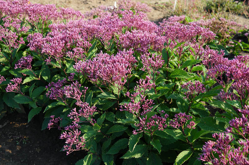 Eutrochium purpureum Euphoria Ruby, Sweet-Scented Joe Pye Weed, Purple Joepyeweed, Euphoria Ruby