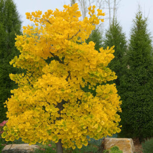 Ginkgo Jade Butterflies, Maidenhair Tree Jade Butterflies, Fossil Tree Jade Butterflies, Icho Jade Butterflies, Fall color,