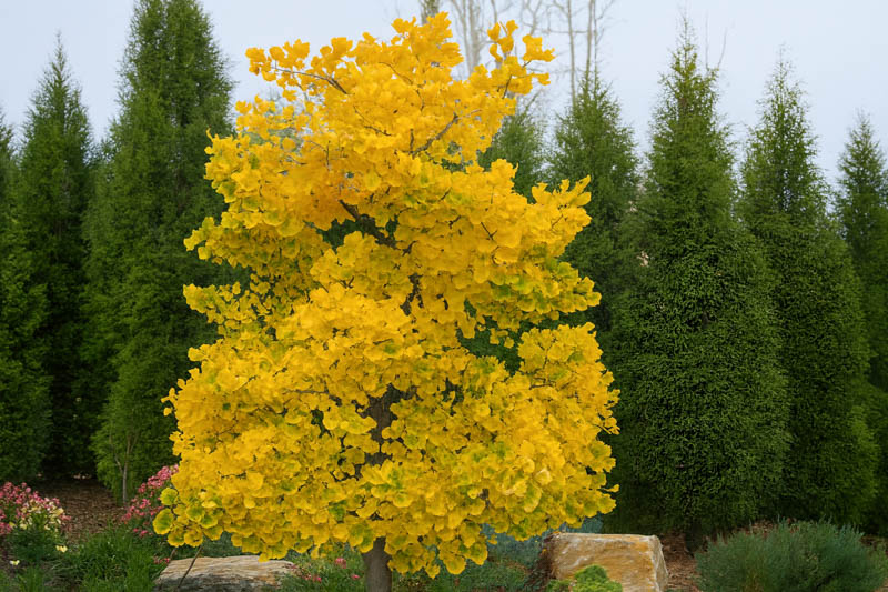 Ginkgo Jade Butterflies, Maidenhair Tree Jade Butterflies, Fossil Tree Jade Butterflies, Icho Jade Butterflies, Fall color,