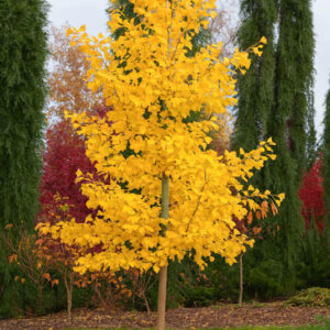 Ginkgo 'Saratoga',Maidenhair Tree 'Saratoga', Fossil Tree 'Saratoga', Icho 'Saratoga', Fall color,