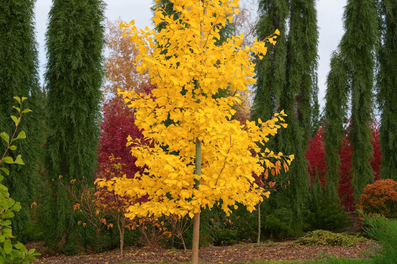 Ginkgo 'Saratoga',Maidenhair Tree 'Saratoga', Fossil Tree 'Saratoga', Icho 'Saratoga', Fall color,