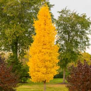 ginkgo biloba Sky Tower, Sky Tower Maidenhair Tree, columnar Ginkgo, Compact Ginkgo, Fall Color