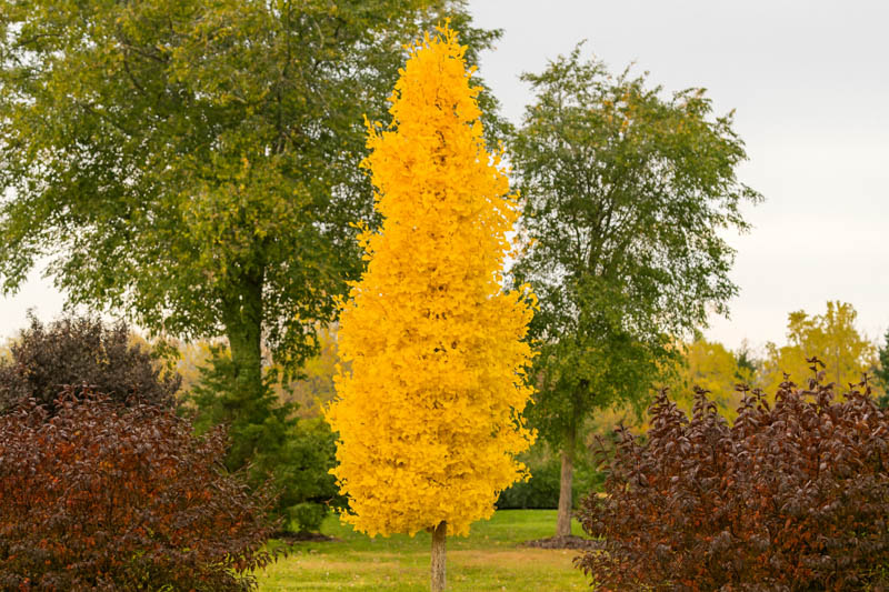 ginkgo biloba Sky Tower, Sky Tower Maidenhair Tree, columnar Ginkgo, Compact Ginkgo, Fall Color
