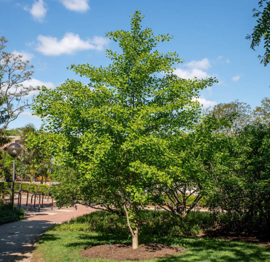 ginkgo biloba Chi Chi, Ginkgo Biloba Tit, Dwarf Ginkgo, Compact Ginkgo, Small Ginkgo, Fall Color