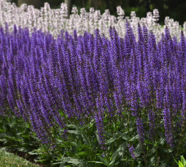 Blue By You Salvia, Salvia Blue By You, Salvia nemorosa, Blue Salvie, Blue Sage