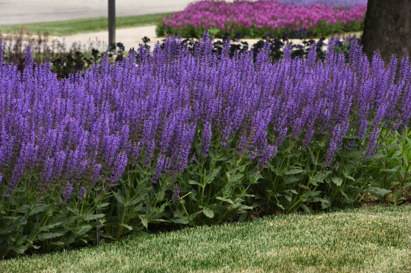 Blue By You Salvia, Salvia Blue By You, Salvia nemorosa, Blue Salvie, Blue Sage