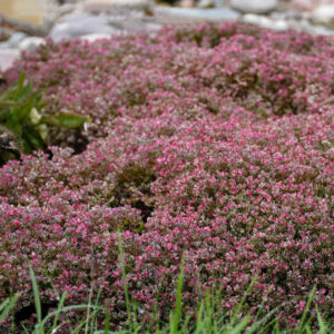 Sedum Steel the Show, Stonecrop Steel the Show, Pink Sedum, Groundcover Sedum