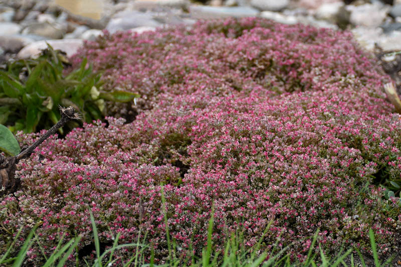 Sedum Steel the Show, Stonecrop Steel the Show, Pink Sedum, Groundcover Sedum