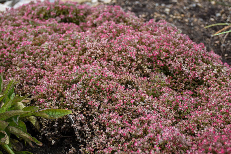 Sedum Steel the Show, Stonecrop Steel the Show, Pink Sedum, Groundcover Sedum