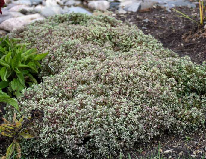 Sedum Steel the Show, Stonecrop Steel the Show, Pink Sedum, Groundcover Sedum