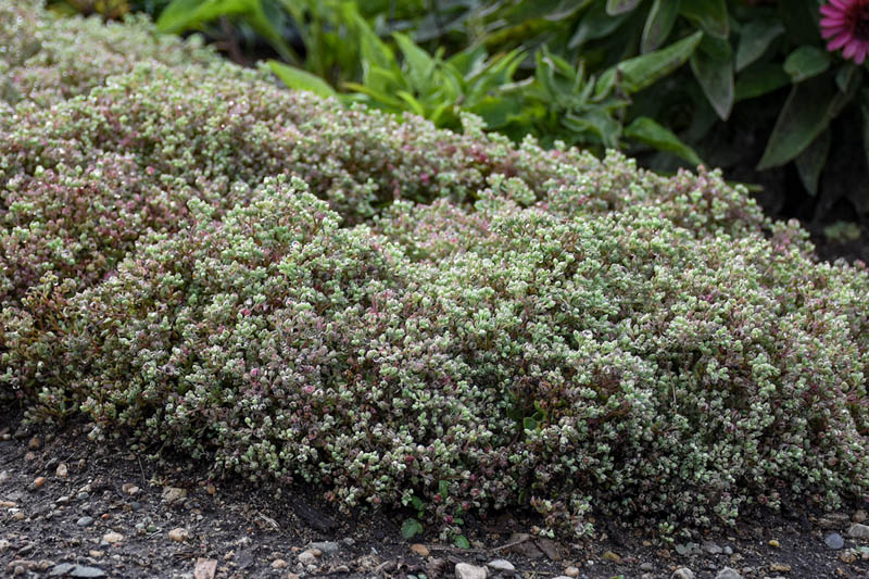 Sedum Steel the Show, Stonecrop Steel the Show, Pink Sedum, Groundcover Sedum