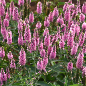 Veronica longifolia Skyward Pink,Garden Speedwell Skyward Pink, Long-Leaved Speedwell Skyward Pink, Beach Speedwell Skyward Pink, Pink Flowers, Pink Veronica, Pink Speedwell