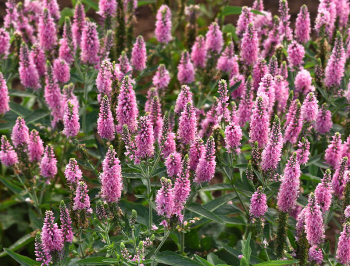 Veronica longifolia Skyward Pink,Garden Speedwell Skyward Pink, Long-Leaved Speedwell Skyward Pink, Beach Speedwell Skyward Pink, Pink Flowers, Pink Veronica, Pink Speedwell