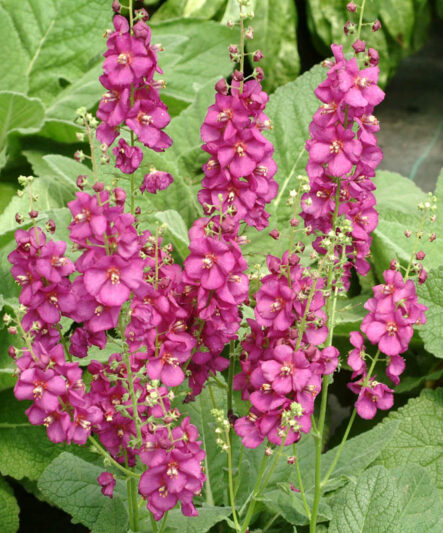 Verbascum Royalty, Royalty Mullein, Mullein Royalty, Pink Mullein, Purple Mullein