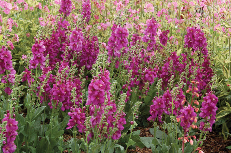 Verbascum Royalty, Royalty Mullein, Mullein Royalty, Pink Mullein, Purple Mullein