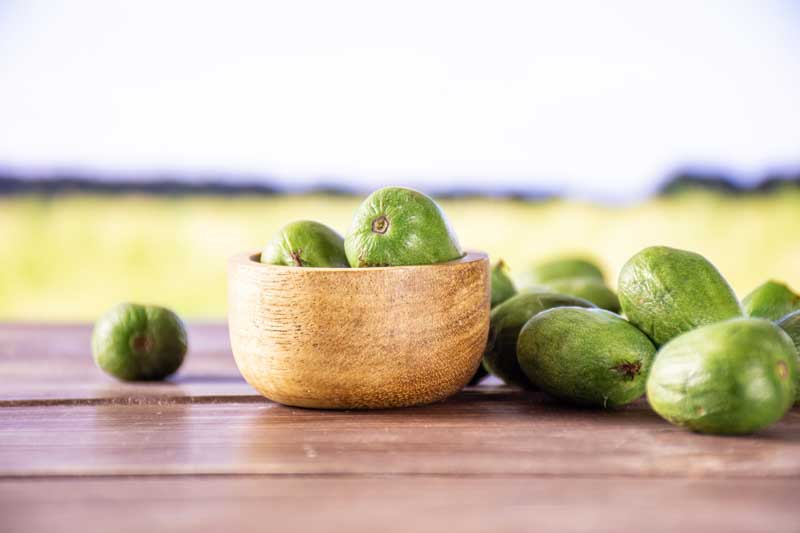 Hardy Kiwi, Kiwi Berries, Kiwiberry, Baby Kiwi, Hardy Kiwi Vine, Actinidia arguta