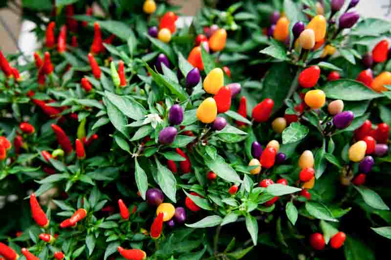 Pepper, Peppers, Small Pepper, Peppers for Containers,