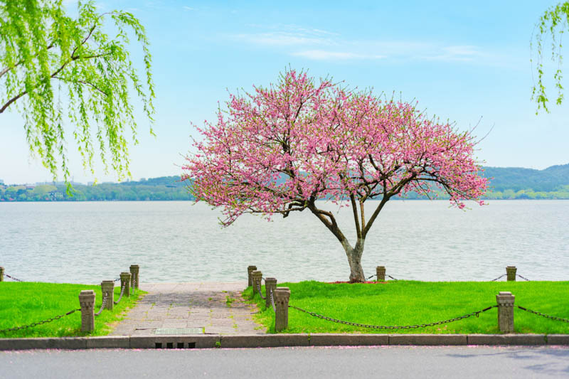 Peach, Peaches, Peach Tree, Peach Blossom, Prunus persica