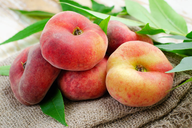 Donut Peach, Saturn Peach, Peach, Peaches, Peach Tree, Peach Blossom, Prunus persica