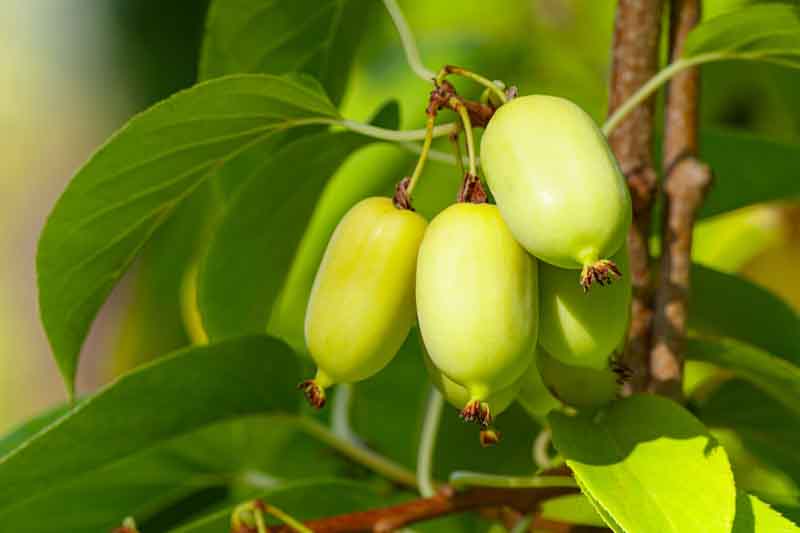 Hardy Kiwi, Kiwi Berries, Kiwiberry, Baby Kiwi, Hardy Kiwi Vine, Actinidia arguta
