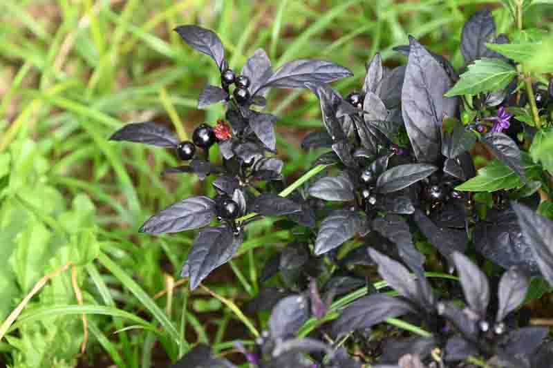 Black Purple Pepper, Ornamental Pepper, Edible Pepper