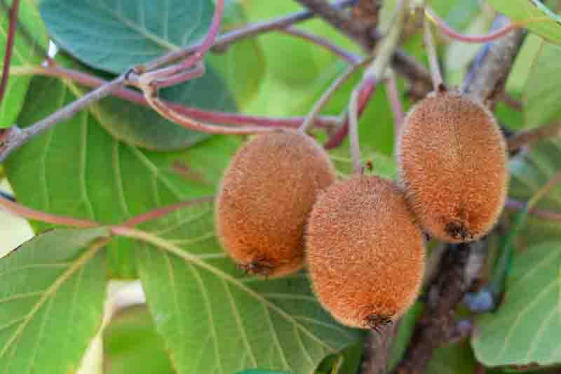 Kiwi, Golden Kiwi, Kiwi Benefits, Kiwi Fruit, Kiwi Calories, Kiwi Nutrition, Kiwi vine, Actinidia chinensis