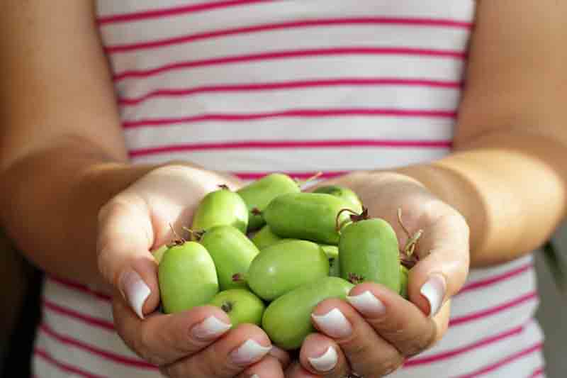 Hardy Kiwi, Kiwi Berries, Kiwiberry, Baby Kiwi, Hardy Kiwi Vine, Actinidia arguta