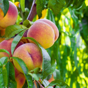 Peach, Peaches, Peach Tree, Peach Blossom, Prunus persica