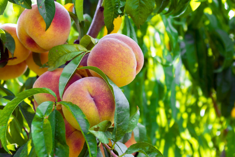 Peach, Peaches, Peach Tree, Peach Blossom, Prunus persica
