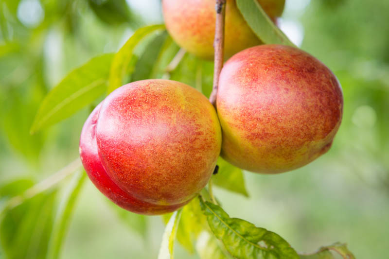 Nectarine, Brugnon, Nektarin, Nektarine, Nektarinebaum, Prunus persica var. nucipersica, Prunus persica var. nectarina, Persica nucipersica, Smooth Peach