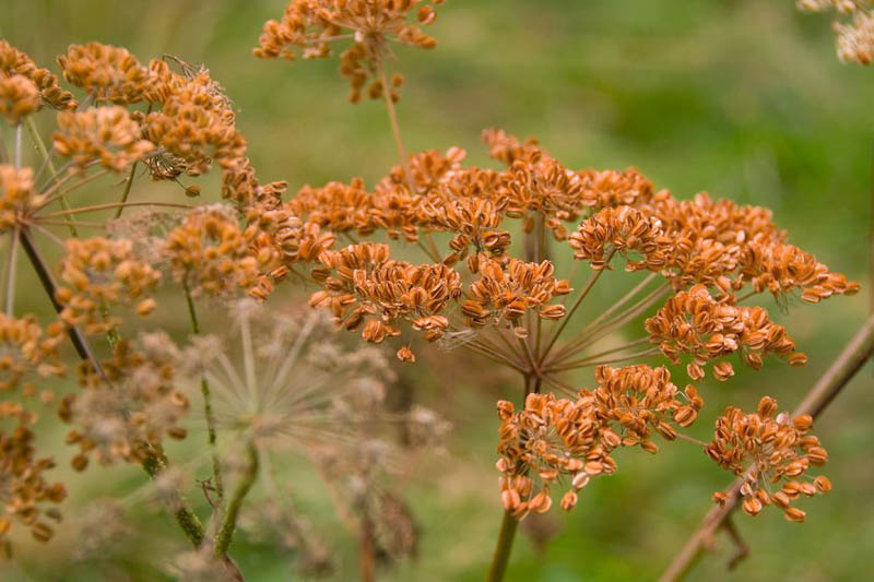 Bronze Fennel, Foeniculum Vulgare 'Rubrum', Foeniculum vulgare 'Pupureum'