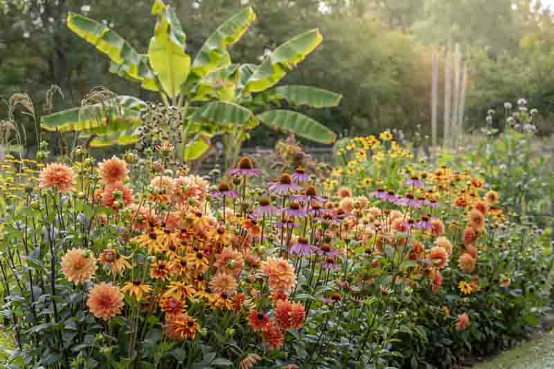 A colourful late summer border with rudbeckia, and bananas, Echinacea Dahlias, Eriobotrya japonica, Musa basjoo.