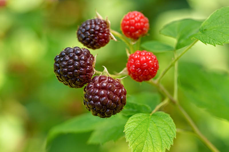 Bristol Black Raspberry, Rubus occidentalis, Black Raspberry,