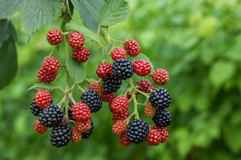 Blackberry, Blackberries, blackberry bush, blackberry fruit