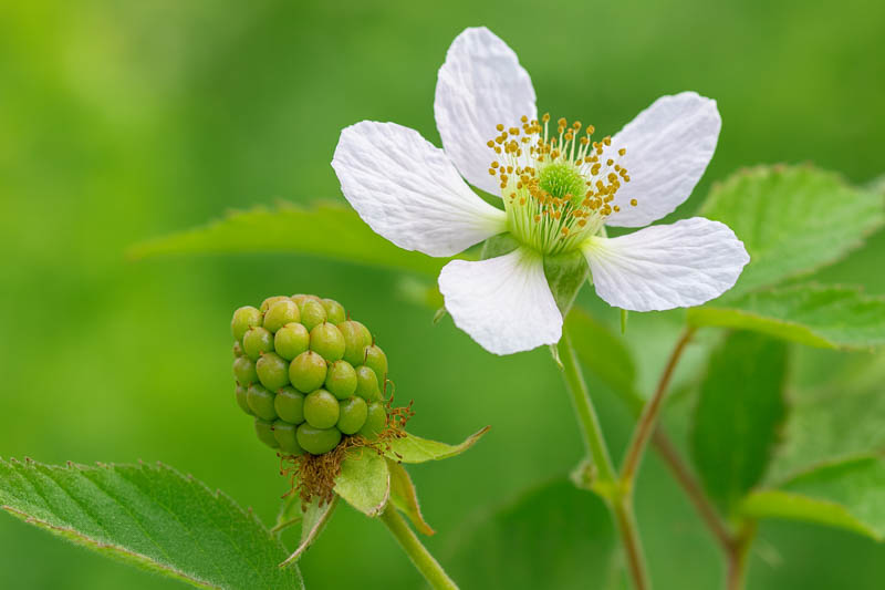 Blackberry flower, Blackberries, blackberry bush, blackberry fruit