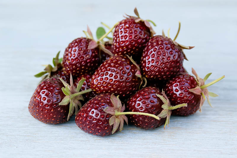 Purple Wonder Strawberry, Purple Strawberry, Alpine Strawberry, Wild Strawberry, Woodland Strawberry