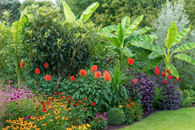 A colourful late summer border with rudbeckia, and bananas, Echinacea Dahlias, Eriobotrya japonica, Musa basjoo.