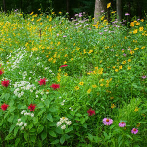 Native Plant Wildflower Meadow, Oxeye Sunflower, Purple Coneflowers, Scarlet Bee Balm, Broad-leaved Mountain Mint