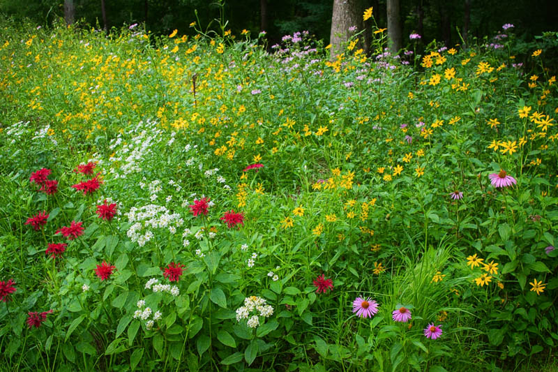 Native Plant Wildflower Meadow, Oxeye Sunflower, Purple Coneflowers, Scarlet Bee Balm, Broad-leaved Mountain Mint