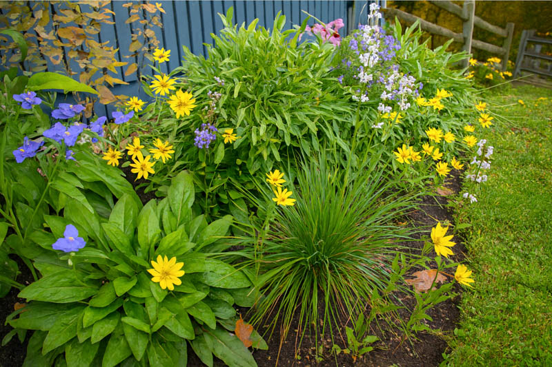 Foundation planting, Native garden, Spiderwort, Penstemon, Coreopsis