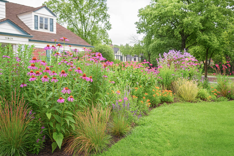 Native plant garden, Coneflower, Aster & Butterfly Weed